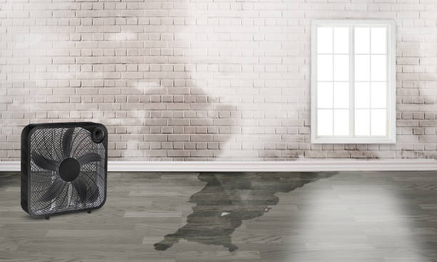 Best Carpet water damage restoration  in Black Mountain, NC